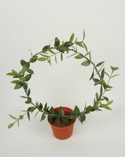 [5913] eucalyptus ring 