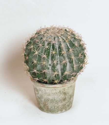 [2326] cactus 