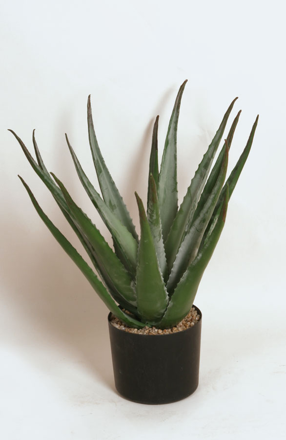 aloe 