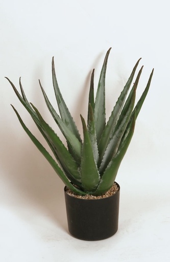 [2327] aloe 