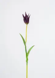 [6185-2] Tulip (Alternative 2)