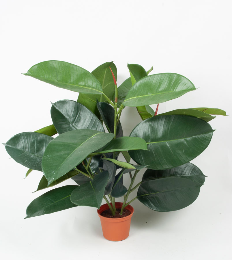 Rubber leaf 