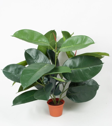 Rubber leaf 