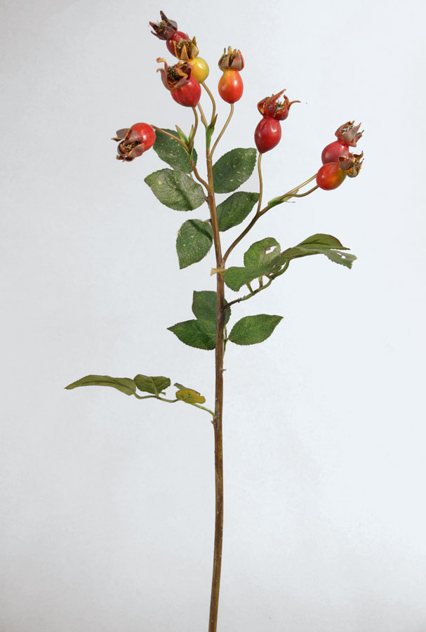 rosehip 