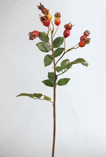 rosehip 