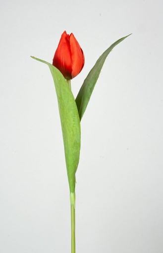 [9298] tulip red 