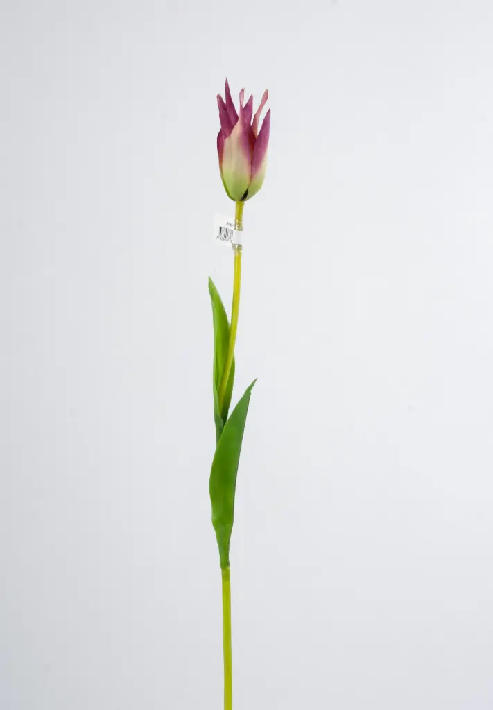 Tulip