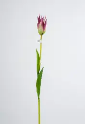 [6185-3] Tulip (Alternative 3)