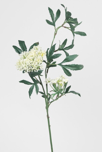 [641e-5] queen annes lace 