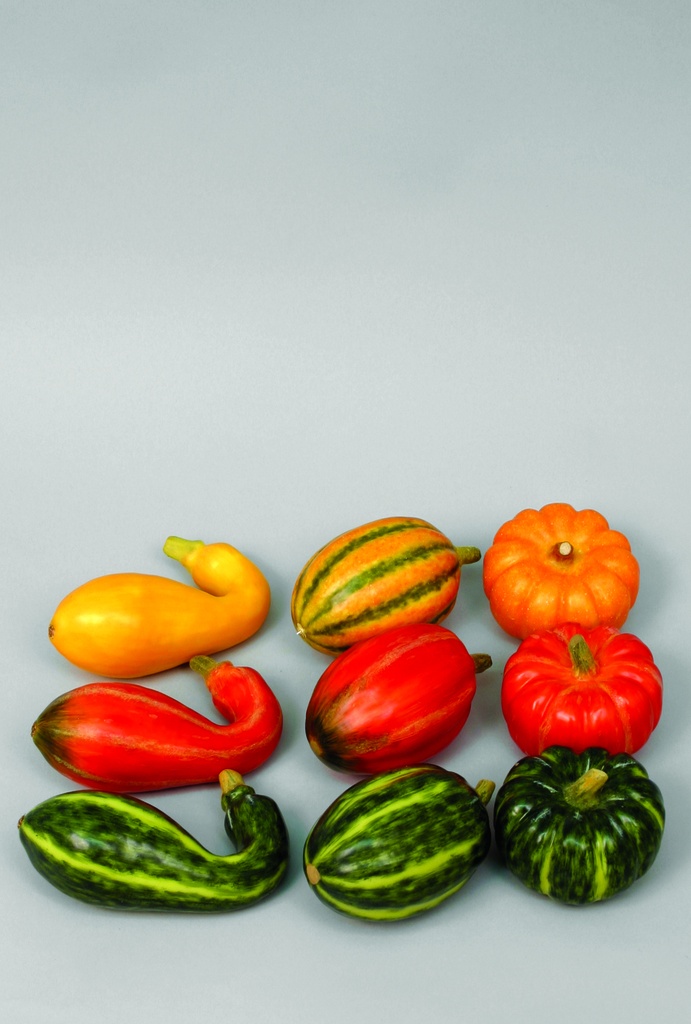 9 assorted pumpkins 
