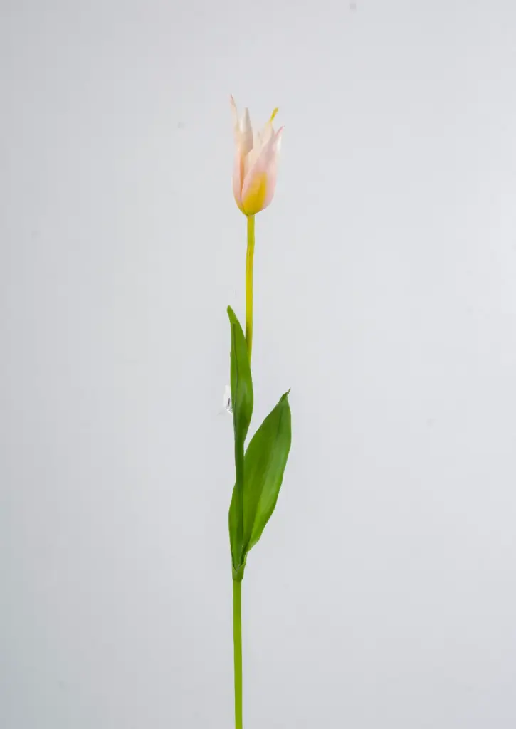 Tulip