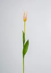 [6185-4] Tulip (Alternative 4)