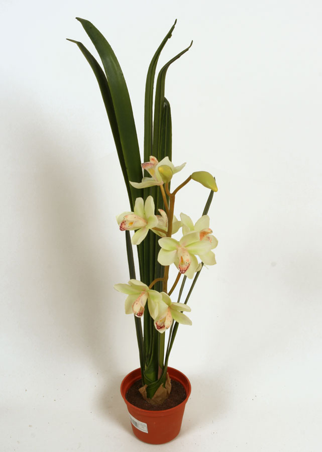 cymbidium 