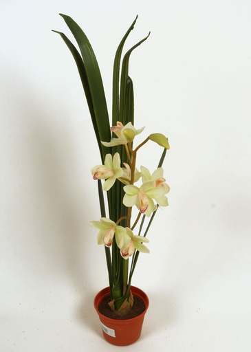 cymbidium 