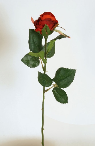 [7030] rose red 