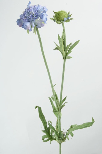 [6774] scabiosa light blue 