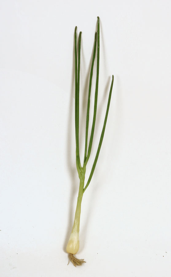 spring onion 