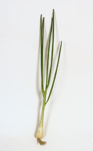 spring onion 