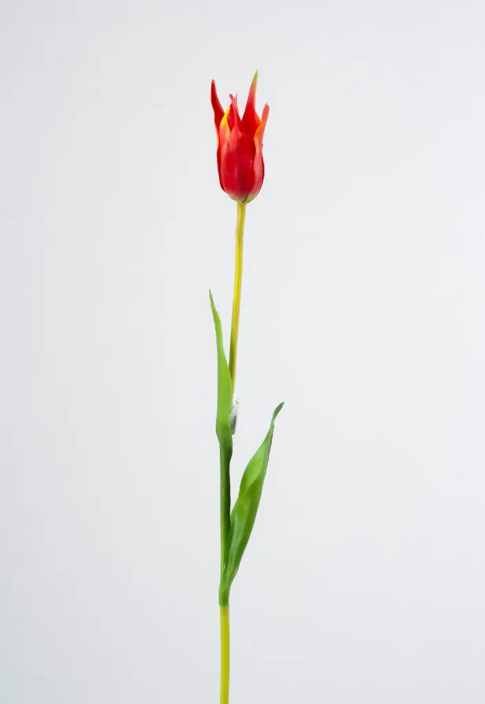 Tulip