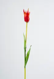 [6185-6] Tulip (Alternative 6)