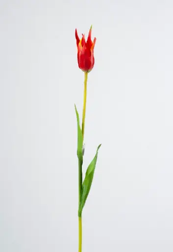 Tulip