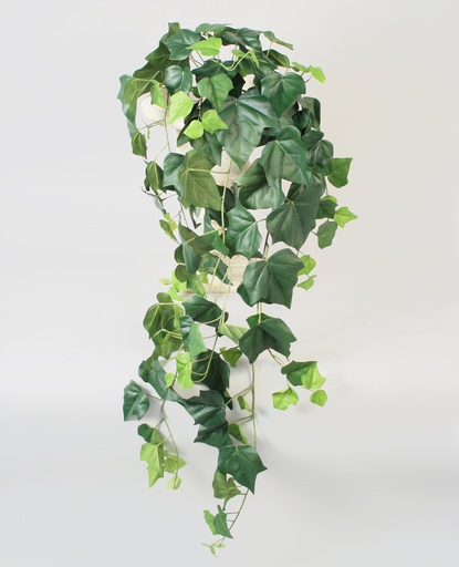 English Ivy Big Leaf 