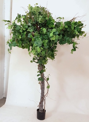 [1136-260] grape ivy plant 