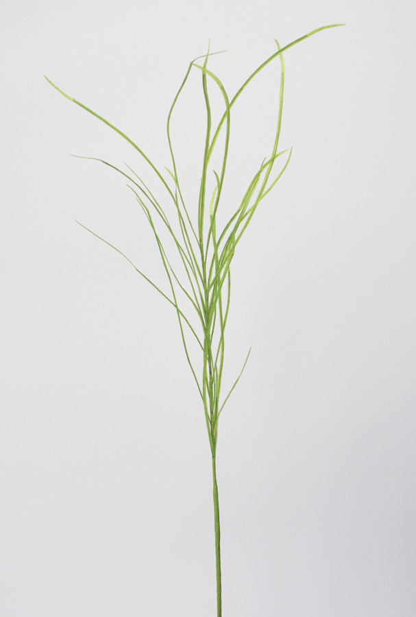 grass 