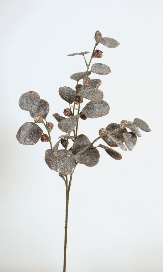 eucalyptus iced brown 
