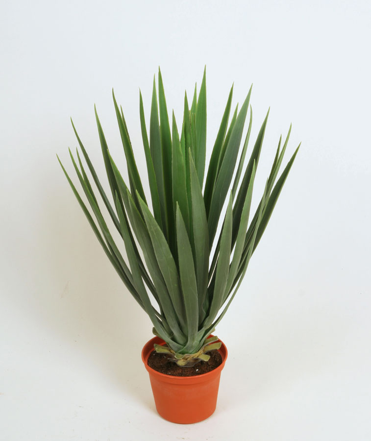 yucca baby 
