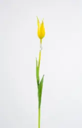 [6185-7] Tulip (Alternative 7)