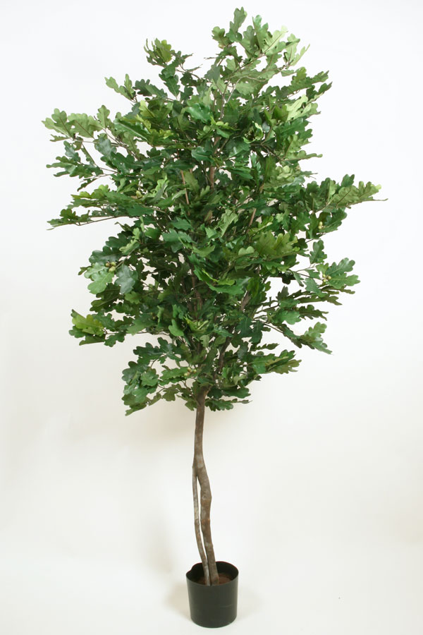 oak tree 