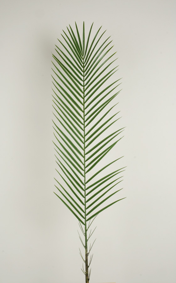phoenix palm spray 