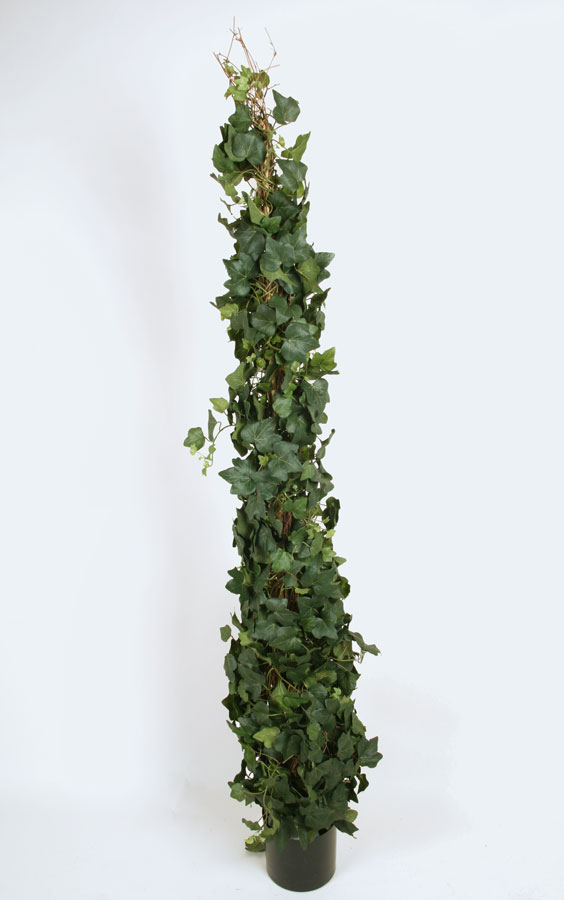 ivy 
