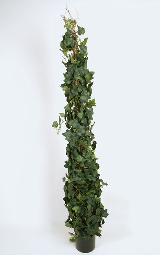 ivy 