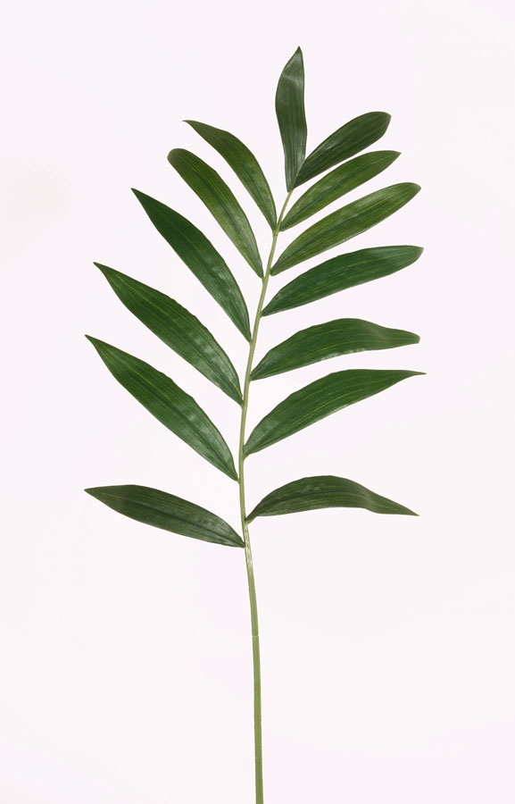 parlour palm leaf 