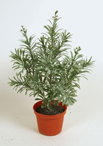 [5892] crossostephium 