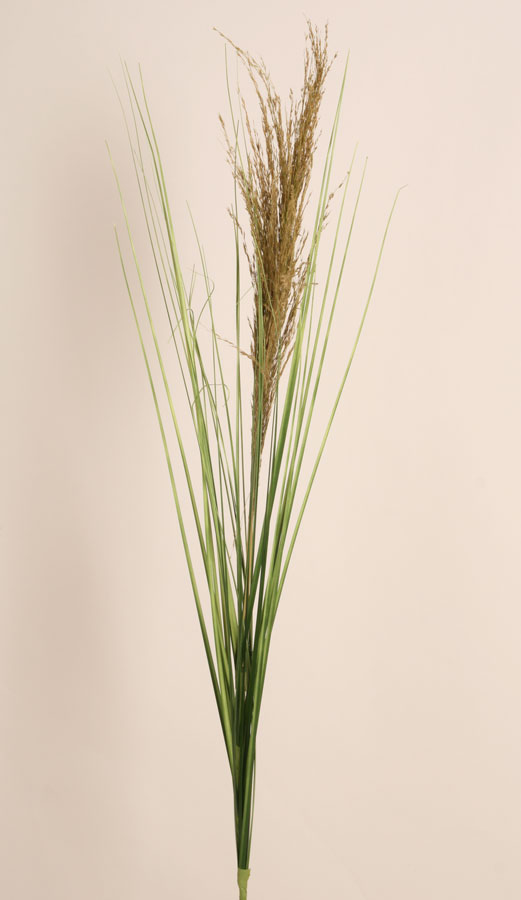 ornamental grass 