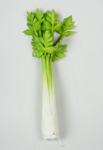 celery 