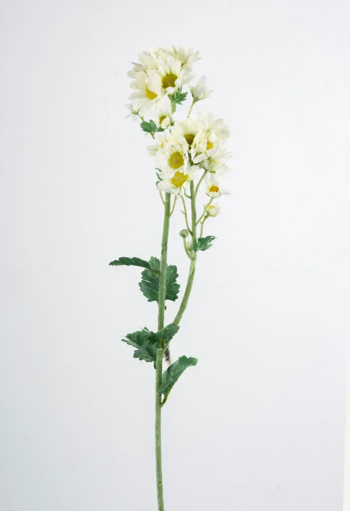 Daisy Spray