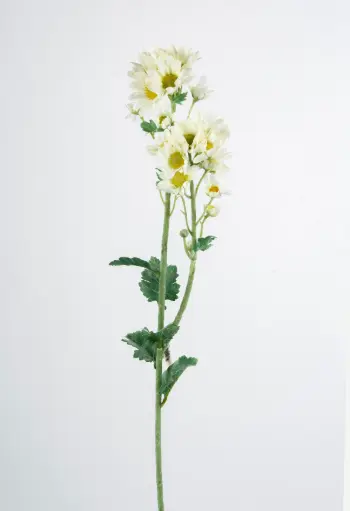 Daisy Spray