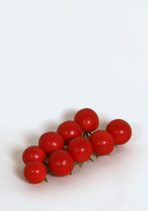 tomato branch 