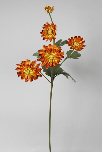 Chrysantemum