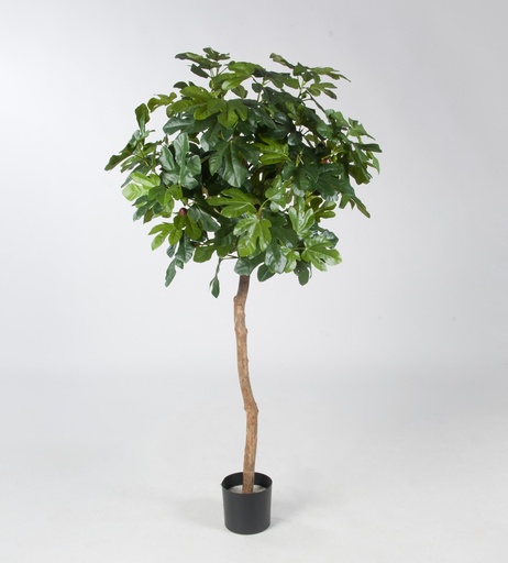 [1232-140] fig tree 