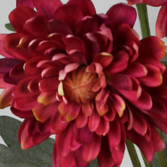 Chrysantemum
