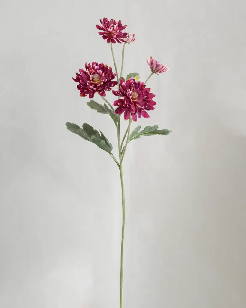 Chrysantemum