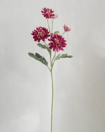 Chrysantemum