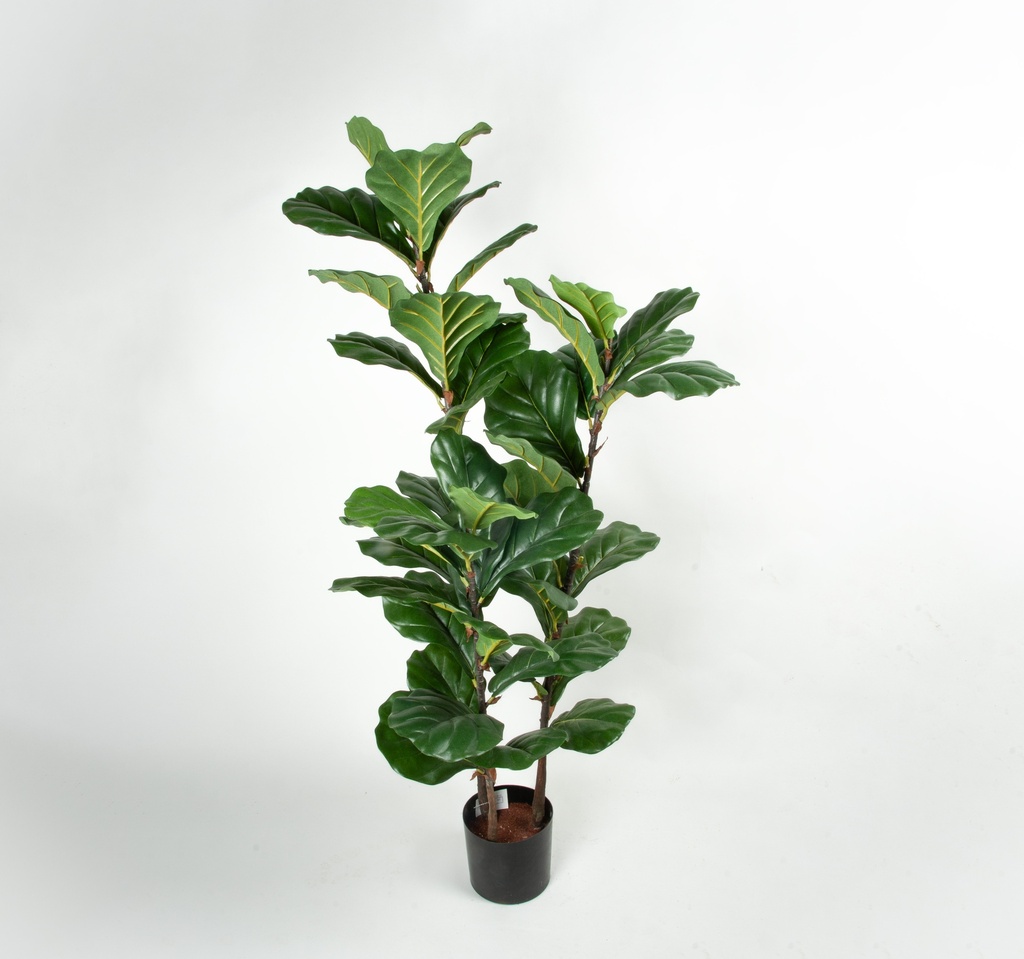 Fiddle Leaf 