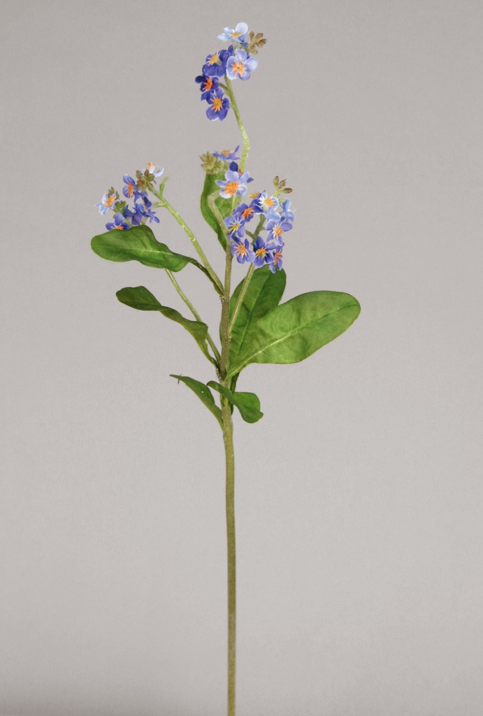 forget-me-not 