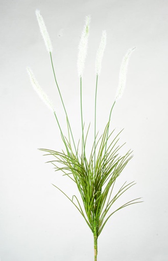 ornamental grass 